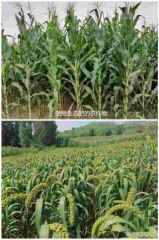 辽宁省建昌县立体循环农业领头人——郑文林